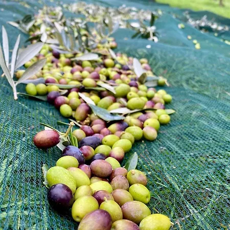 Agroturismo La Corte Del Sole *