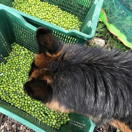 La Corte Del Sole Séjour à la ferme *